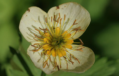 Trollius laxus