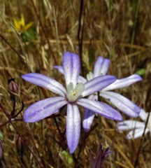 Brodiaea nana