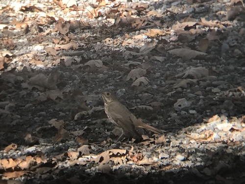 iNaturalist observation photo of Hermit Thrush