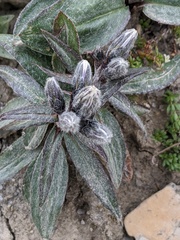 Saussurea depressa