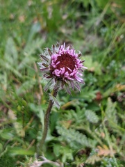 Erigeron uniflorus