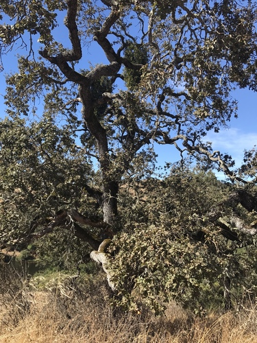 iNaturalist observation photo of valley oak