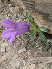 Campanula alpestris