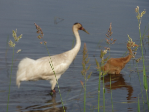 Phalaris arundinacea iNat (2)