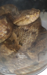 Bothrops atrox