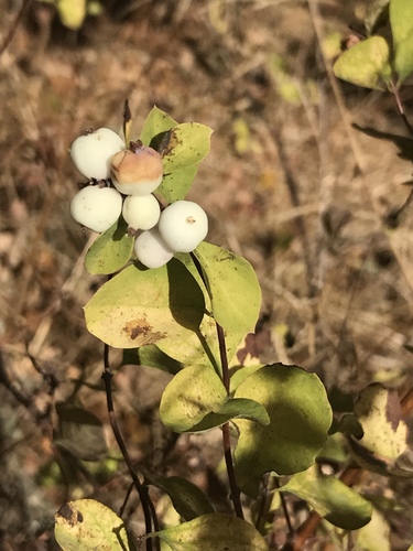 iNaturalist observation photo of Common Snowberry