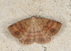 Casbia melanops