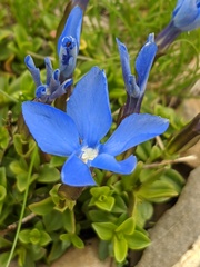 Gentiana brachyphylla