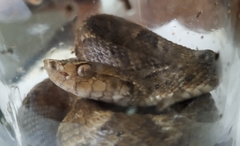 Bothrops atrox