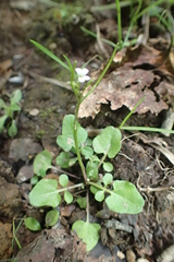 Cardamine scutata