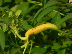 Puccinia sambuci