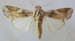 Spodoptera latifascia