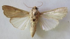 Spodoptera latifascia