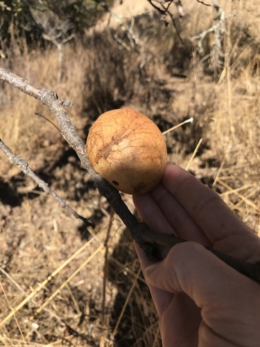 iNaturalist observation photo of California Gall Wasp