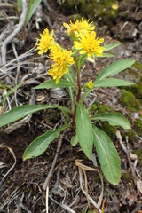 Solidago cuprea