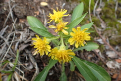 Solidago cuprea