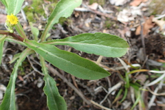 Solidago cuprea