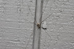 Leptobunus parvulus