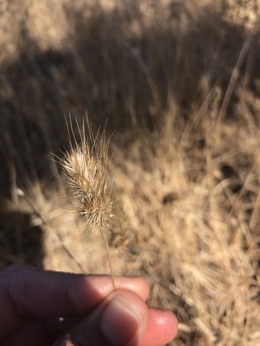 iNaturalist observation photo of bristly dogtail grass