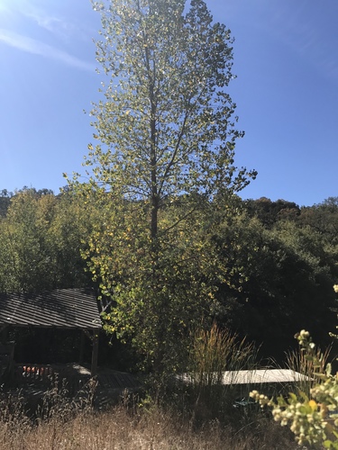 iNaturalist observation photo of Frémont Cottonwood