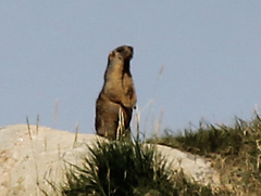 Marmota baibacina