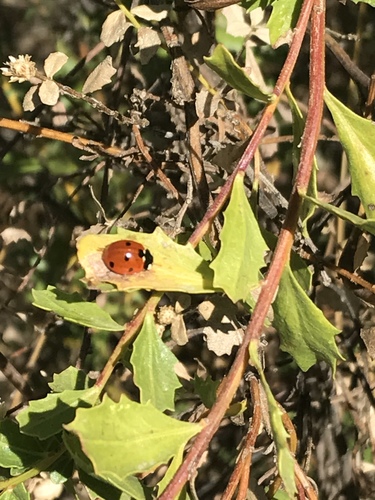 iNaturalist observation photo of Seven-spotted Lady Beetle
