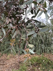 Eucalyptus woodwardii