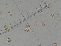 Meottomyces dissimulans