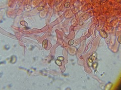 Meottomyces dissimulans