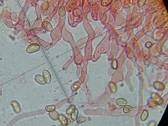 Meottomyces dissimulans