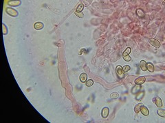 Meottomyces dissimulans