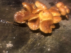 Flammulina velutipes