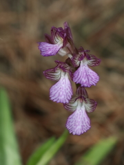 Anacamptis papilionacea palaestina