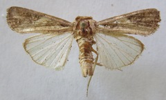Spodoptera frugiperda
