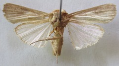 Spodoptera frugiperda