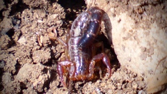 Franckeus platnicki
