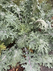 Brassica oleracea