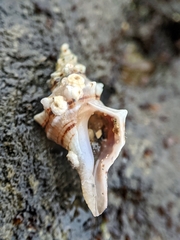 Urosalpinx subangulata