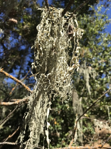 iNaturalist observation photo of lace lichen