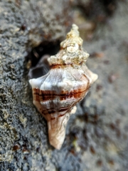 Urosalpinx subangulata