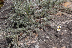 Eumorphia prostrata