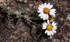 Eumorphia prostrata