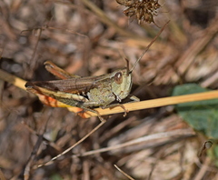 Chorthippus dichrous