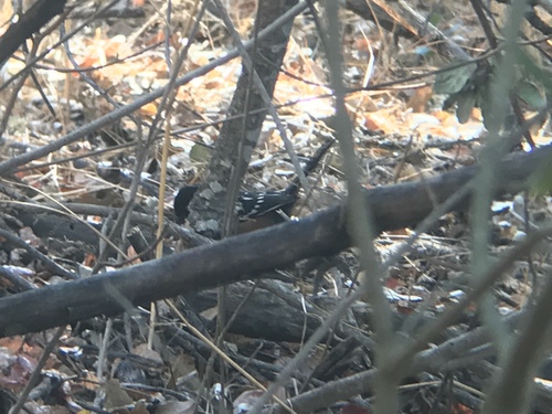 iNaturalist observation photo of Spotted Towhee