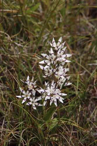 Pepper-and-salt flower (Wurmbea elatior)