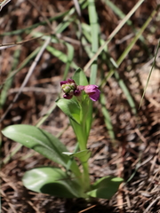 Anacamptis papilionacea palaestina