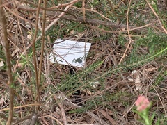 Eucalyptus woodwardii