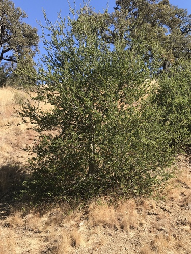 iNaturalist observation photo of coast live oak