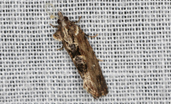 Oxysemaphora notialis