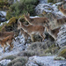 Southeastern Spanish Ibex - Photo (c) Jan Ebr, some rights reserved (CC BY)
